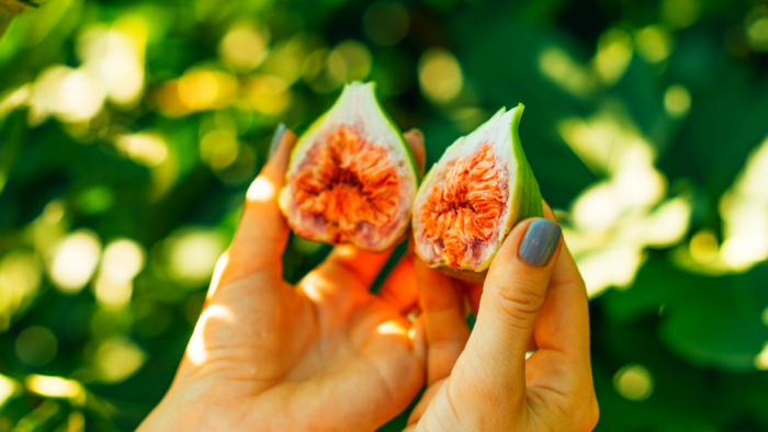 fresh figs picked from fig tree