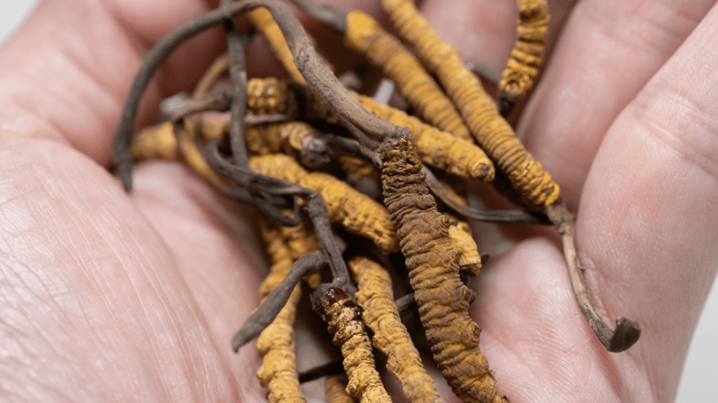A hand delicately holding a Cordyceps mushroom, showcasing its unique structure. The Cordyceps' elongated body and dark, segmented appearance contrast with the light background and human skin, emphasizing its distinctiveness and rarity