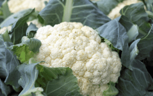 A white, bulbous head of cauliflower with its green leaves still attached. The compact florets are tightly clustered together in a circular shape.