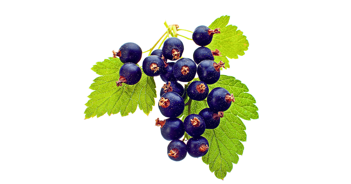Luscious black currants, still attached to the plant, set against a pristine white background