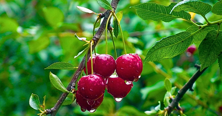 Cherry Comfort: Melatonin-Rich Treats for Sleep Troubles