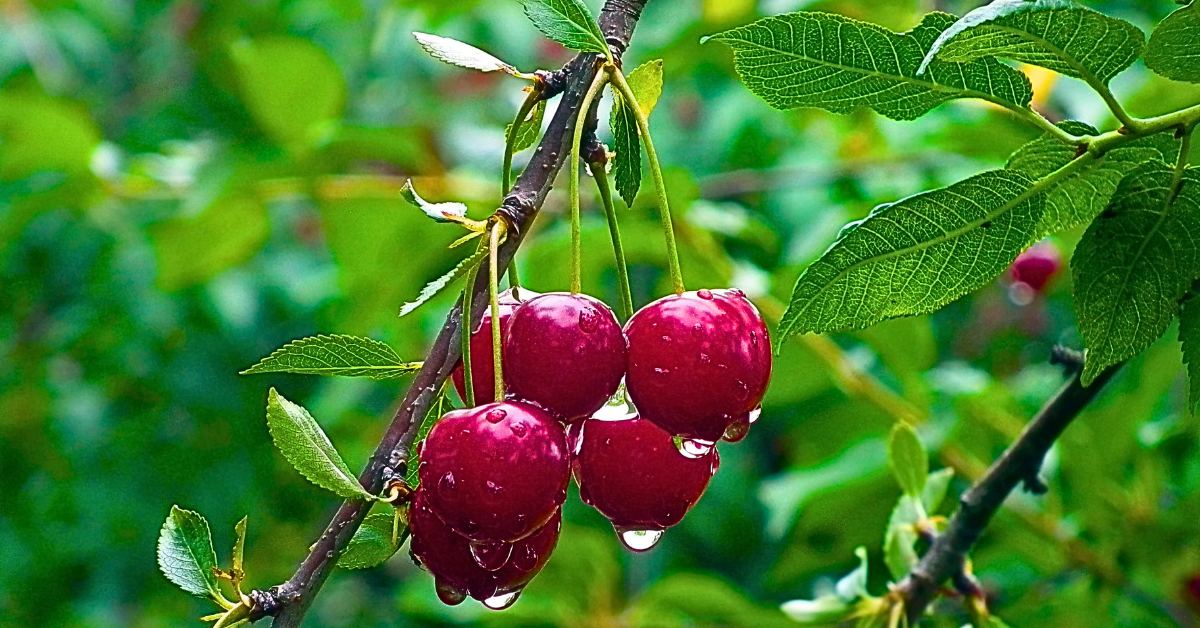 Ripe cherries hanging from a tree, glistening with raindrops, showcasing the natural beauty and freshness of the fruit against a serene, rain-kissed backdrop