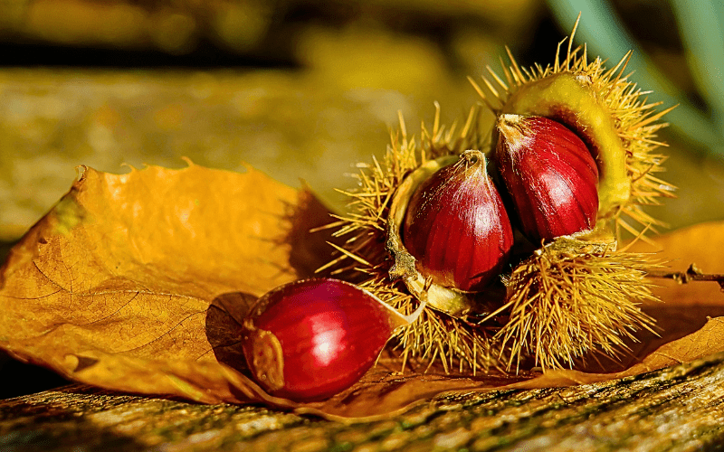 Chestnuts nestled within their natural container, resting on a rustic browned leaf placed on a charming picnic table.