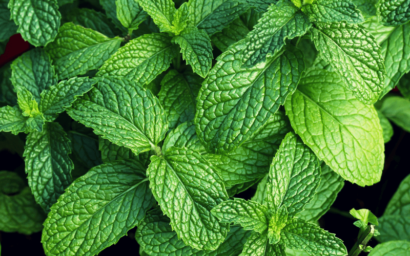 A striking close-up of a bunch of vibrant green mint leaves, sharply contrasted against a deep black background. The rich, verdant hues and the intricate textures of the leaves are emphasized in this captivating composition, evoking a sense of freshness and natural abundance. The bold visual contrast adds to the dramatic appeal, underlining the exquisite nature of the mint leaves.