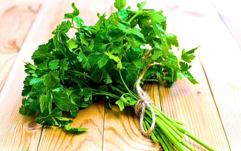 A neatly tied bunch of freshly harvested parsley rests on a rustic wooden picnic table, exuding an authentic farm-to-table aesthetic. The verdant green hues of the parsley leaves are juxtaposed against the warm, textured surface of the table, creating a visually appealing and inviting scene. The artisanal presentation and organic feel of the setting enhance the appeal of the parsley, evoking a sense of natural freshness and culinary artistry.