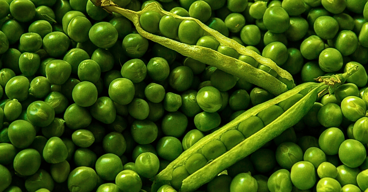 A bountiful display of fresh green peas, presented in abundance with two opened pods revealing the tender, vibrant peas nestled within.