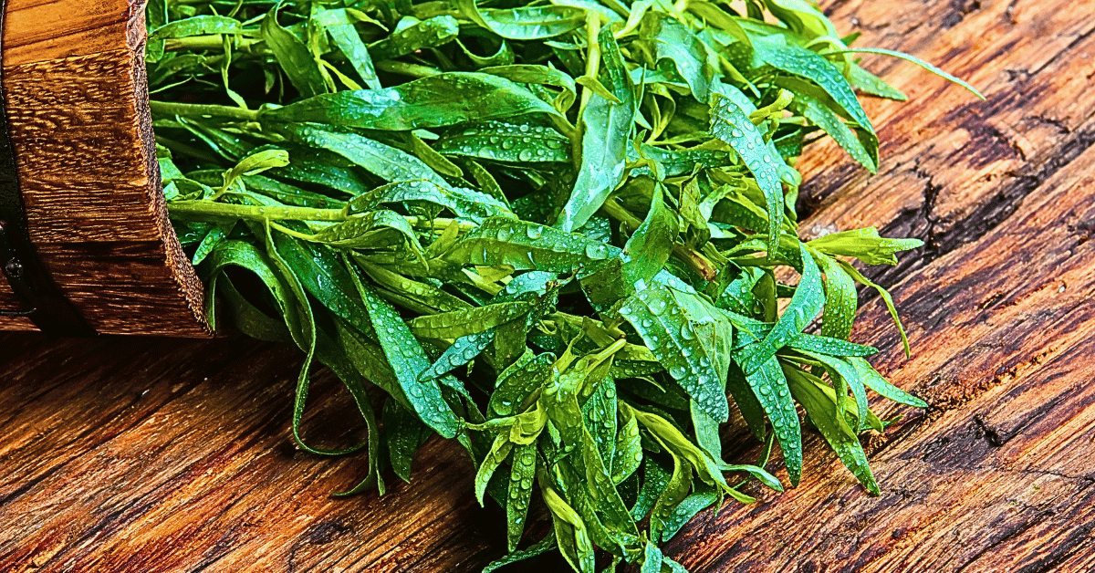 A cluster of dew-kissed tarragon leaves glistens on a weathered, rustic wooden table.