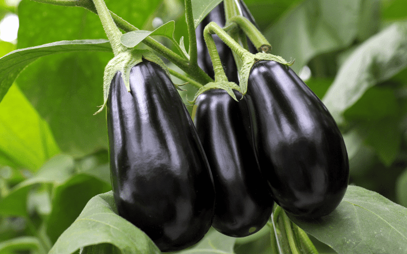 Three vibrant eggplants, still attached to the lush green vines, bask in the sunlight against a backdrop of verdant foliage. 