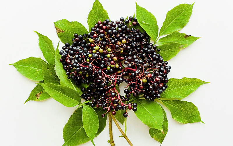 A close-up image featuring a cluster of elderberries, still attached to their stems, is set against a neutral background. The deep purple hue of the elderberries stands out, highlighting their rich color and plump, rounded shape. The arrangement showcases the intricate details of the berries, including their small, textured surfaces and the slender stems that connect them.